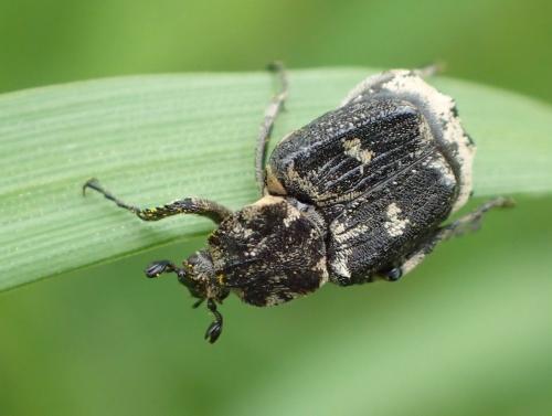 Valgus hemipterus
